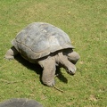 Giant Tortoise1